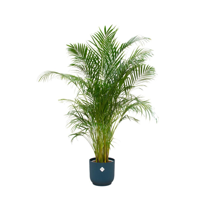 combi-deal-areca-palm-inclusief-elho-vibes-fold-round-blauw-o30-180-cm