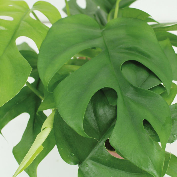 2x-monstera-minima-gatenplant-25cm-o15