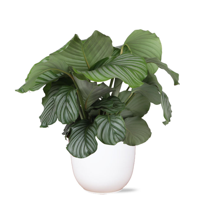 calathea-orbifolia-o21cm-↕70cm-in-boule-wit-pot