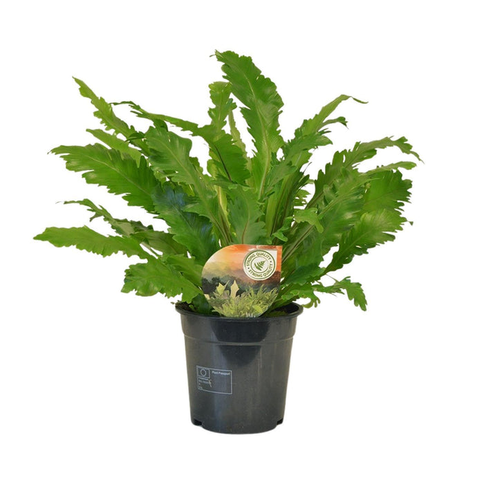 asplenium-campio-o17cm-↕50cm