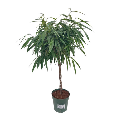 ficus-mahori-alii-gevlochten-o27cm-↕110cm