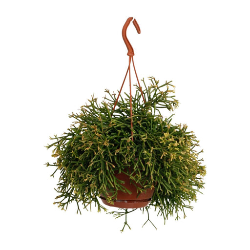 rhipsalis-clavata-o17cm-↕45cm