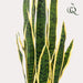 kunstplant-sanseveria-trifasciata-vrouwentong-97-cm