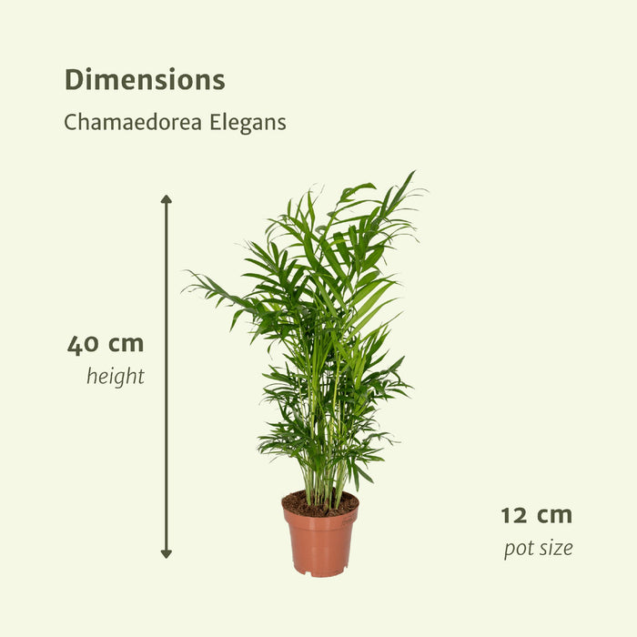 2x-chamaedorea-elegans-mexicaanse-bergpalm-40cm-o12