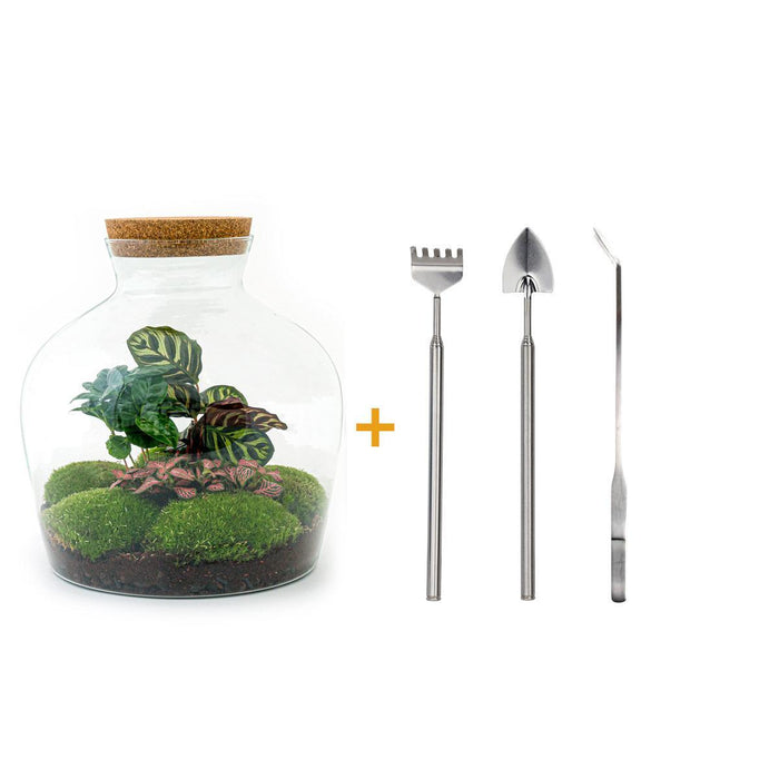 diy-terrarium-fat-joe-coffea-↕-30-cm-rake-shovel-tweezer