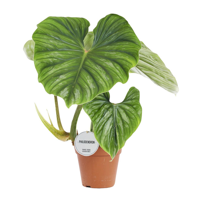 philodendron-plowmanii-o15cm-↕50cm