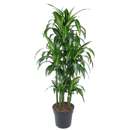 dracaena-hawaiiana-carrousel-150-cm-o31