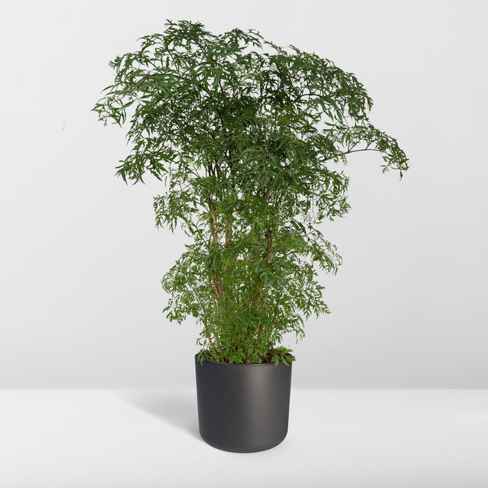 polyscias-fruticosa-aralia-75cm-o21