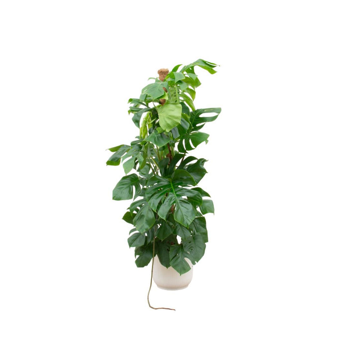 combi-deal-monstera-pertusum-xl-inclusief-elho-vibes-fold-round-wit-o30-150-cm