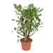 ficus-benghalensis-vertakt-140-cm-o40