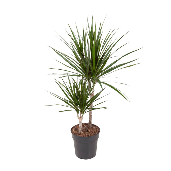 dracaena-marginata-o19cm-↕80cm