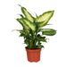 dieffenbachia-camilla-o12cm-↕35cm