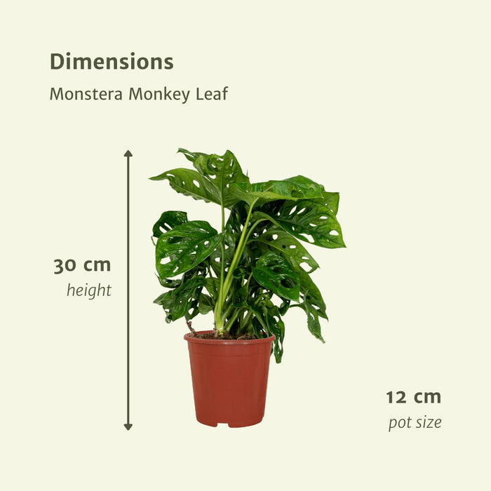 2x-monstera-monkey-leaf-gatenplant-30cm-o12