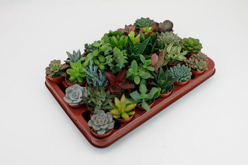 succulenten-mix-30-stuks-7cm-o5-5