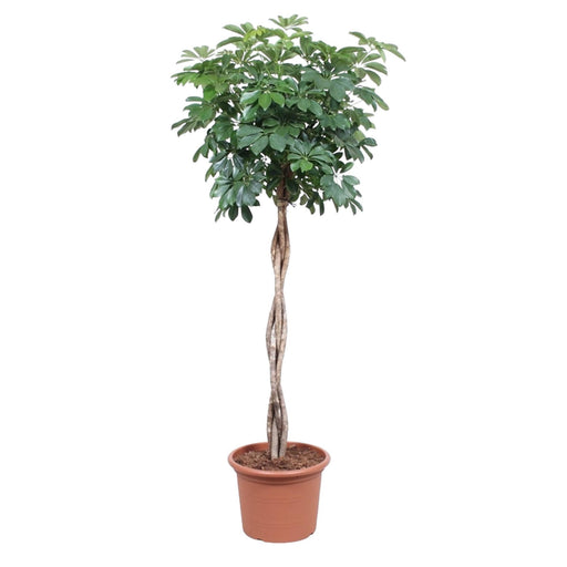 schefflera-arboricola-compacta-gevlochten-stam-190-cm-o40