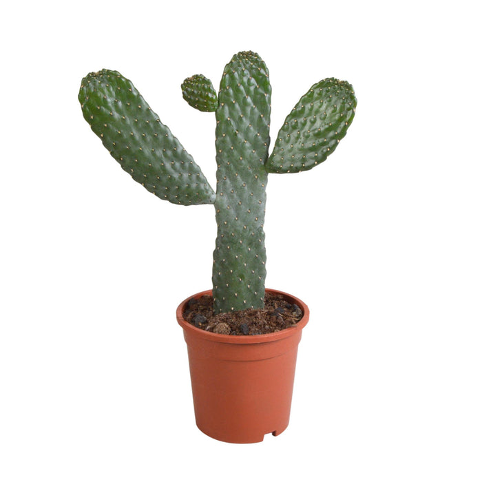 opuntia-consulea-17cm-zonder-pot