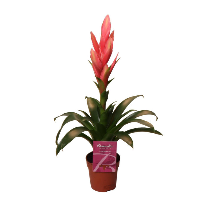 tillandsia-ziva-o12cm-↕50cm