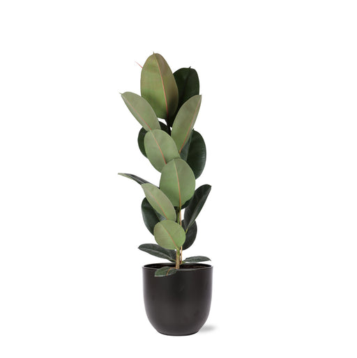 ficus-elastica-robusta-o21cm-↕90cm-in-boule-antraciet-pot