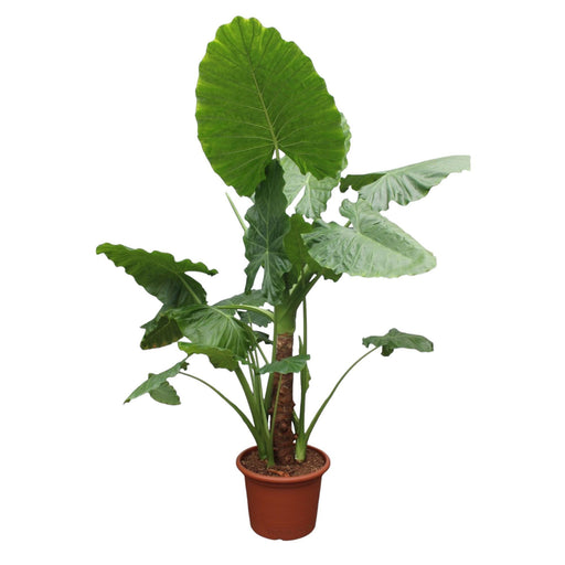 alocasia-macrorrhiza-250-cm-o60