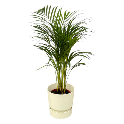 areca-palm-85cm-o19cm-inclusief-elho-greenville-round-wit-d24xh23