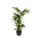 kentia-palm-o27cm-↕160cm-in-boule-antraciet-pot