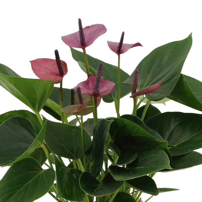 anthurium-andreanum-baby-purple-incl-pure-zink-45cm-o12