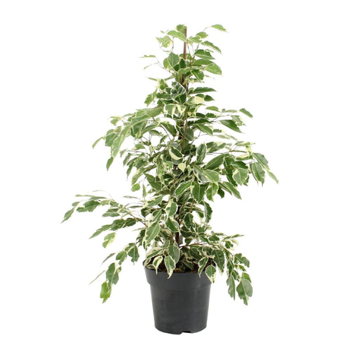 ficus-benjamina-twilight-o17cm-↕70cm