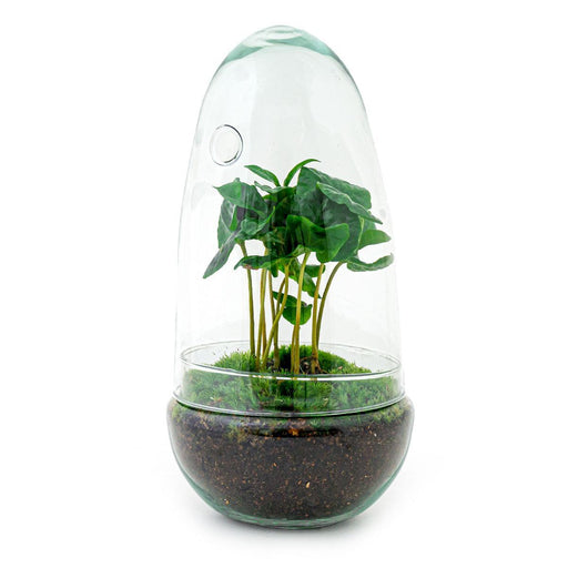 diy-terrarium-egg-coffea-arabica-↕-25-cm