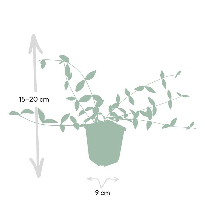 6x-vinca-minor-alba-↕10-25cm-o9cm