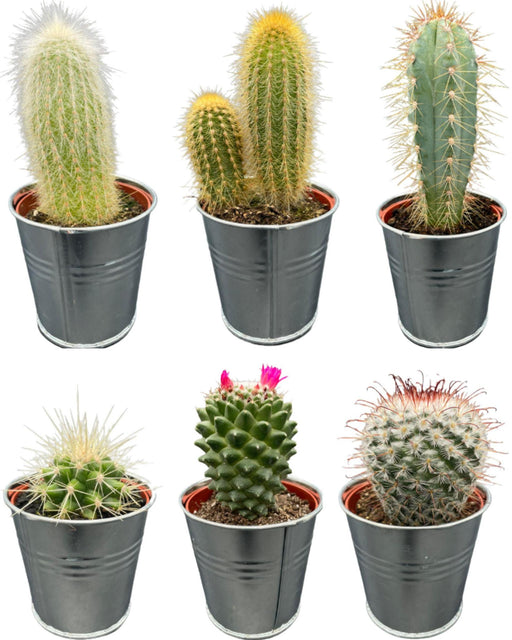 cactus-mix-↕8-15cm-6-stuks-zinc-o7-5-cm