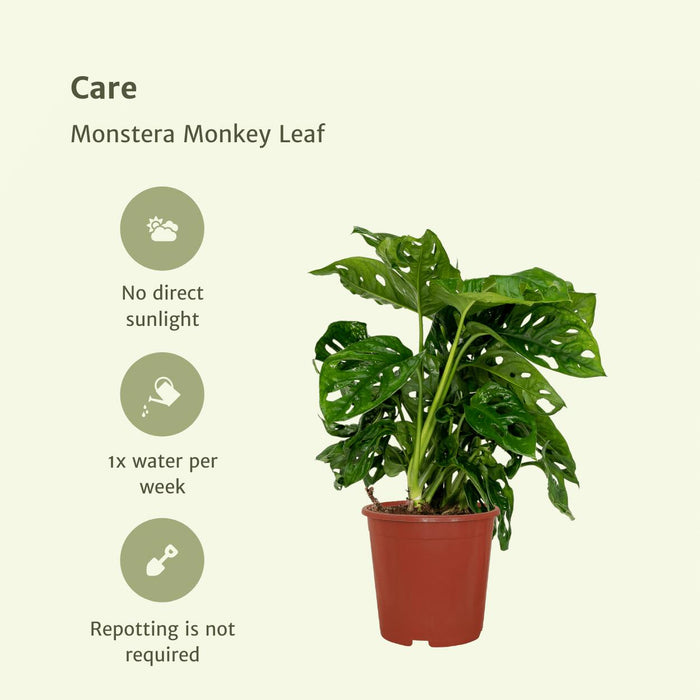 2x-monstera-monkey-leaf-gatenplant-30cm-o12