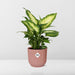 dieffenbachia-camilla-in-elho-vibes-fold-14cm-roze