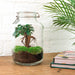 diy-terrarium-ficus-ginseng-bonsai-↕-28-cm-normal