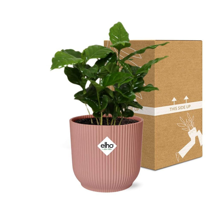 coffea-arabica-in-elho-vibes-fold-14cm-roze