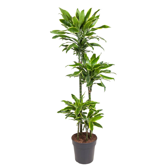 dracaena-golden-coast-140-cm-o27