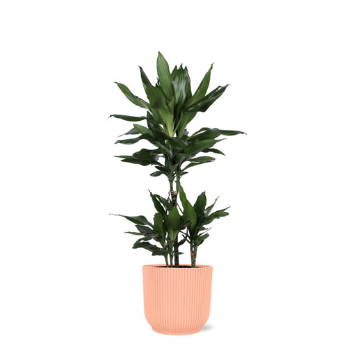 dracaena-janet-lind-o21cm-↕90cm-in-vibes-roze-pot