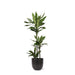 dracaena-janet-lind-o24cm-↕120cm-in-boule-antraciet-pot