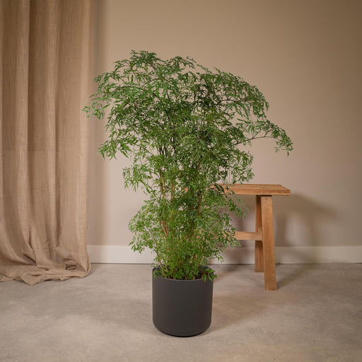 polyscias-fruticosa-aralia-75cm-o21