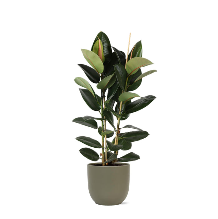 ficus-elastica-robusta-o24cm-↕110cm-in-boule-olijf-pot