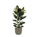 ficus-elastica-robusta-o24cm-↕110cm-in-boule-olijf-pot