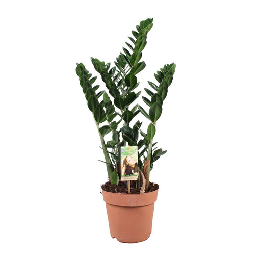 zamioculcas-o21cm-↕80cm