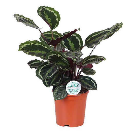 calathea-medaillon-o21cm-↕70cm