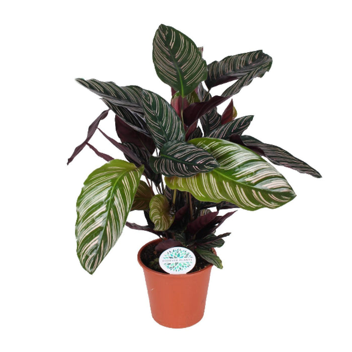 calathea-ornata-o17cm-↕50cm