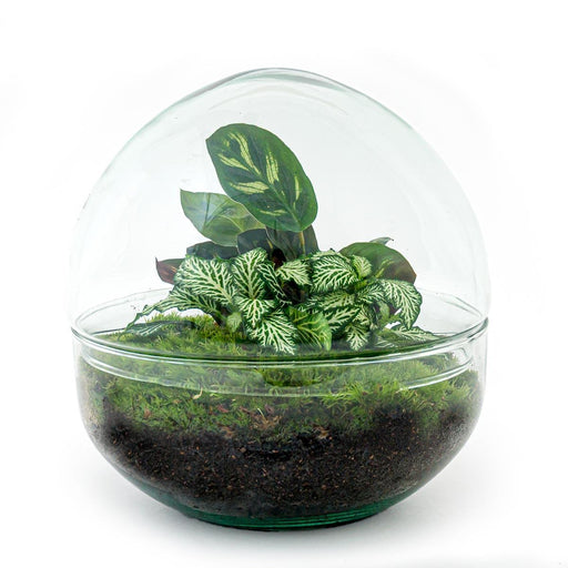 diy-terrarium-dome-↕-20-cm-normal