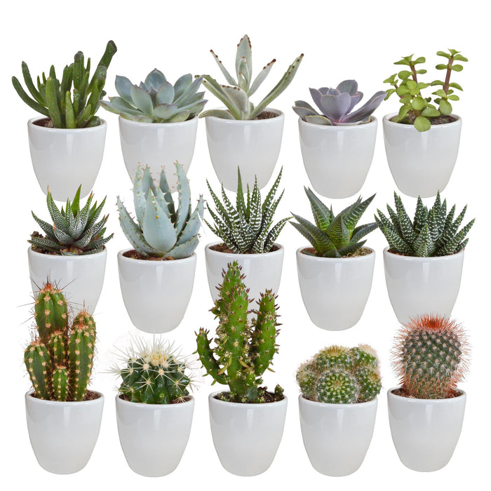 cactus-en-vetplanten-mix-5-5-cm-15-stuks-in-witte-pot