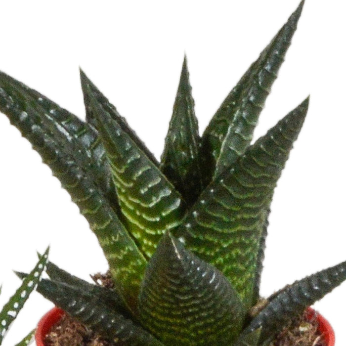 gasteria-haworthia-mix-5-5cm-5x-in-gekleurde-plasticpot