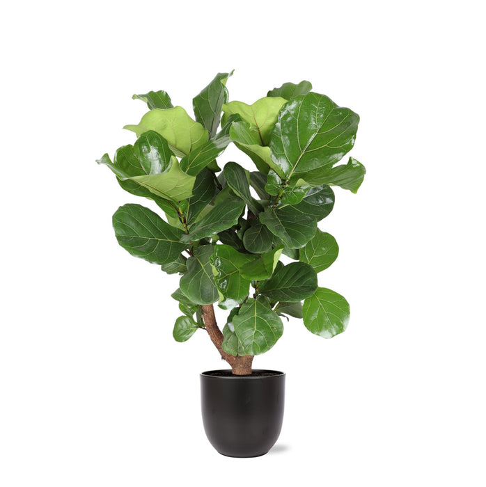 ficus-lyrata-vertakt-o27cm-↕130cm-in-boule-antraciet-pot