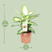 dieffenbachia-camilla-o17cm-↕45cm