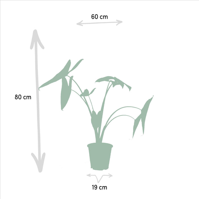 alocasia-zebrina-75cm-o19cm-alocasia-cucullata-60cm-o19cm-alocasia-lauterbachiana-75cm-o19cm