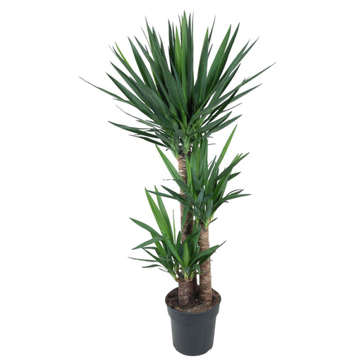 yucca-elephantipe-140-cm-o27